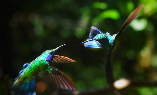Twee Prachtige Kolibries Die Tussen Bomen Vliegen — Stockfoto