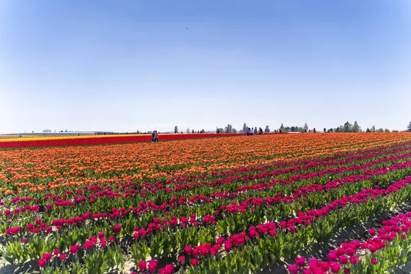 Beautiful Scenery Field Colorful Tulips — Stock Photo, Image