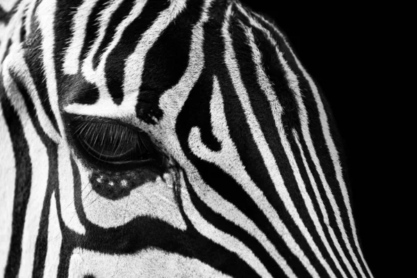 Graustufenaufnahme Eines Zebraauges Großaufnahme — Stockfoto
