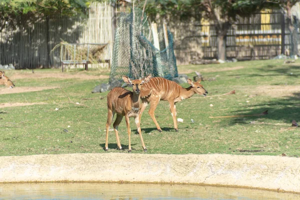 Groupe Animaux Nyala Dans Les Prairies Parc Safari Dubaï Zoo — Photo