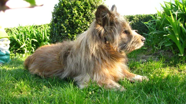 Een Terriër Die Een Zonnige Dag Het Gras Het Park — Stockfoto