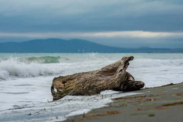 曇り空のビーチで古くから損傷を受けた木 — ストック写真