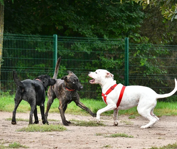 Parkta Birbirleriyle Oynayan Farklı Bir Cins Köpek — Stok fotoğraf