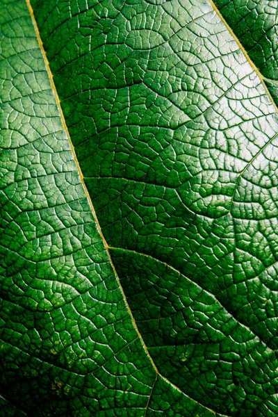 緑の葉のマクロショット オランダ ライデン植物園 — ストック写真
