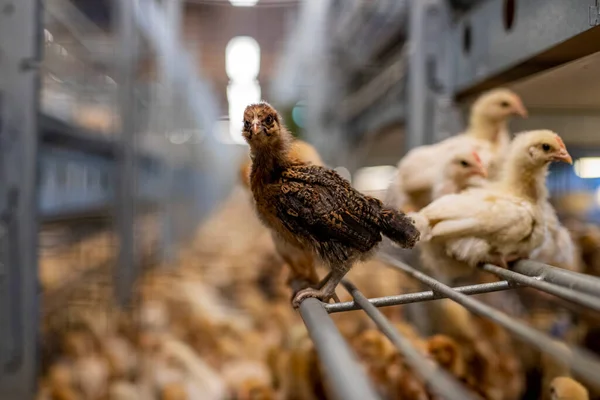 Selective Focus Shot Young Chicks Farm — Stock Photo, Image