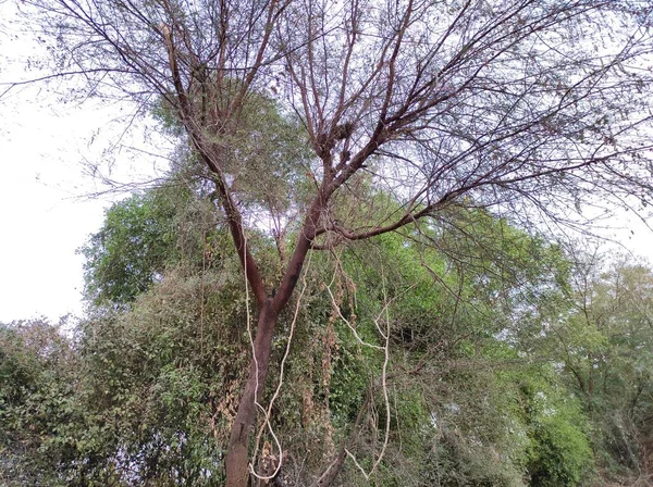 Ağacın Fotoğraf Arkaplanının Güzel Çekimi — Stok fotoğraf