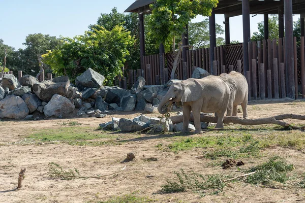 Une Belle Vue Sur Les Éléphants Dans Parc Safari Dubai — Photo