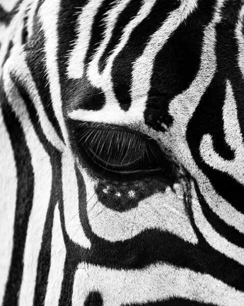 A closeup grayscale shot of a zebra's eye