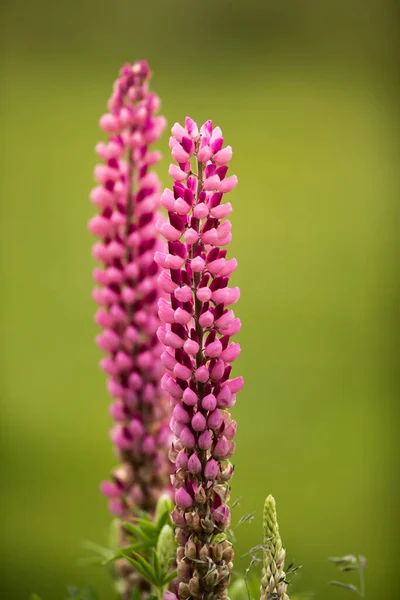 一朵盛开的红莲紫色花蕾的垂直拍 — 图库照片