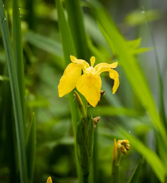 Een Verticaal Close Shot Van Gele Iris Tuin Groene Wazige — Stockfoto