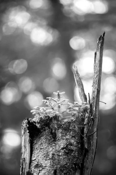 Vertical Grayscale Shot Flowers Growing Tree Trunk — Stock Photo, Image