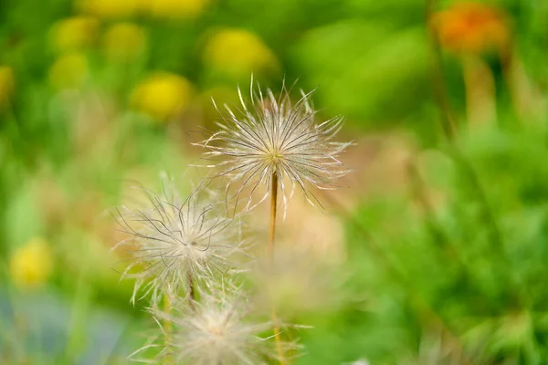 Ένα Ρηχό Πλάνο Εστίασης Του Άνθους Pulsatilla Chinensis Λουλούδια Ένα — Φωτογραφία Αρχείου