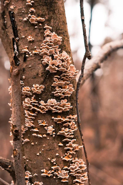 幹に生えている真菌の垂直閉鎖ショット — ストック写真