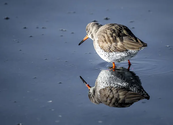 Een Close Van Een Gewone Redshank Bij Het Meer — Stockfoto