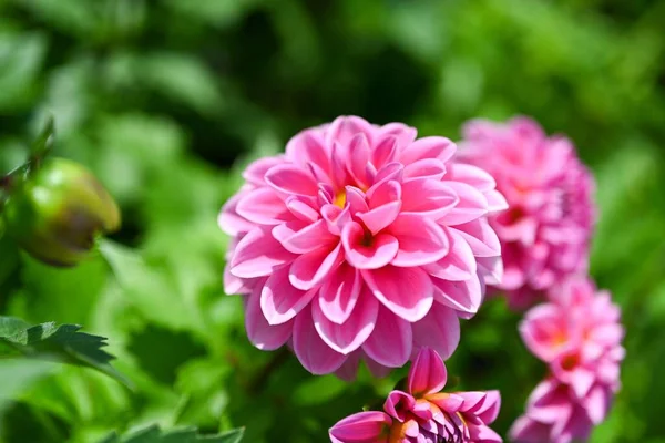 Pink Purple Dahlia Flowers Close Overhead Photo Dicotyledonous Plants Beautiful — Stock Photo, Image