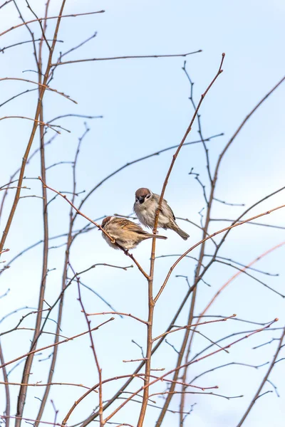 Disparo Vertical Dos Gorriones Casa Passer Domesticus Sobre Una Delgada — Foto de Stock