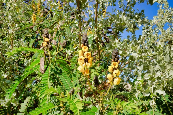 Belo Tiro Senna Didymobotrya Planta Com Flores Dia Ensolarado — Fotografia de Stock