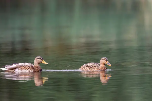 Eine Schöne Aufnahme Von Zwei Enten Die Paerchen See Schwimmen — Stockfoto