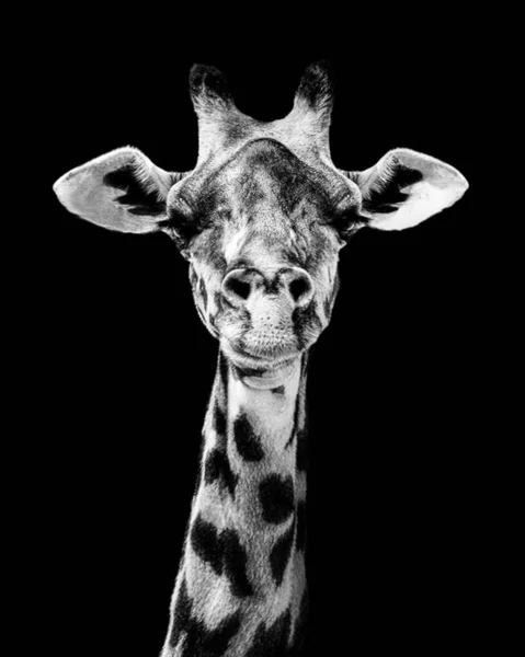 Вертикальний Сірий Портрет Жирафа Ізольований Чорному Тлі — стокове фото