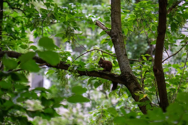 Pequeno Esquilo Bonito Sentado Galho Árvore — Fotografia de Stock