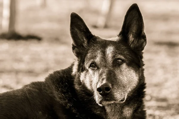 Şirin Bir Alman Çoban Köpeğinin Monokrom Fotoğrafı — Stok fotoğraf