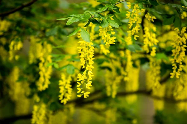 Närbild Vackra Gula Akacia Blommor — Stockfoto