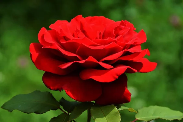 Egy Közeli Kép Egy Vörös Rózsa Virág Kertben Egy Elmosódott — Stock Fotó