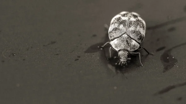 地皮上的一种小的 多样的地毯甲虫 — 图库照片