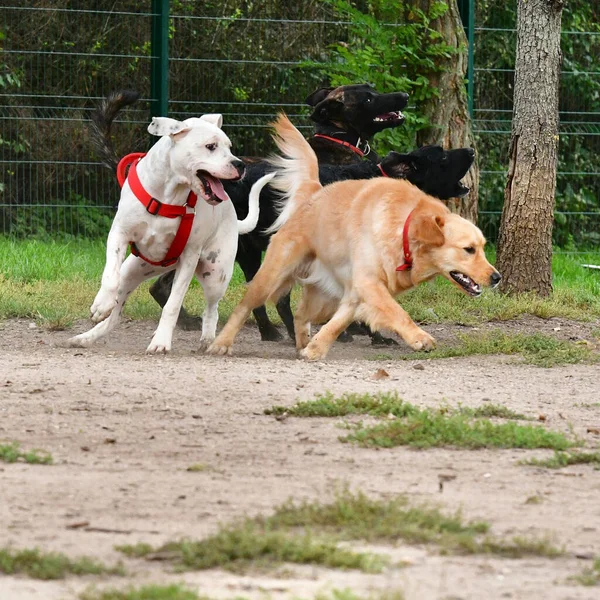 Egy Másik Fajta Kutya Játszik Egymással Parkban — Stock Fotó