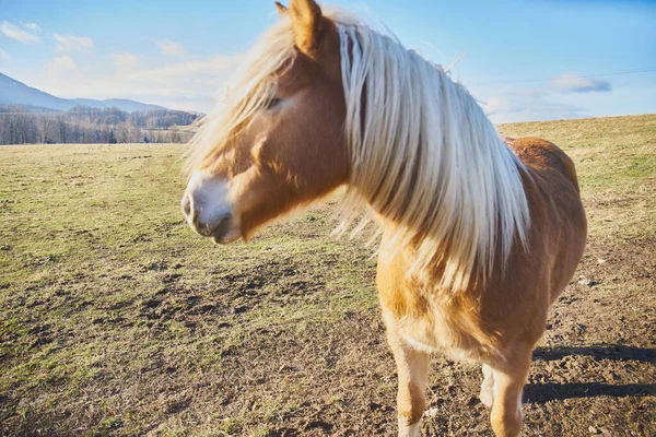 Utomhus Bild Häst Huvud Nära Håll — Stockfoto