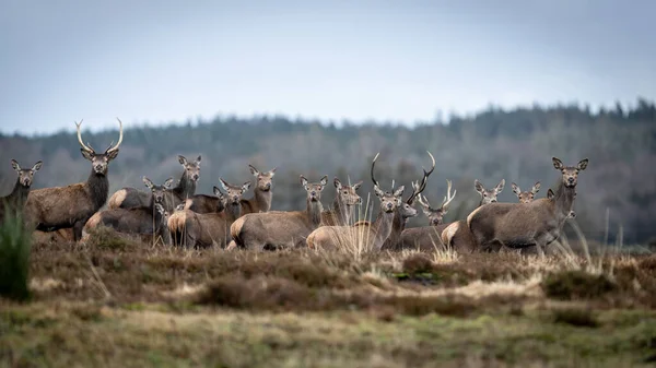 Eine Gruppe Hirsche Der Wildnis — Stockfoto