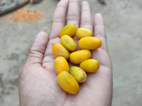 Uma Vista Manilkara Hexandra Frutos Amarelos Palma Mão Alguém — Fotografia de Stock