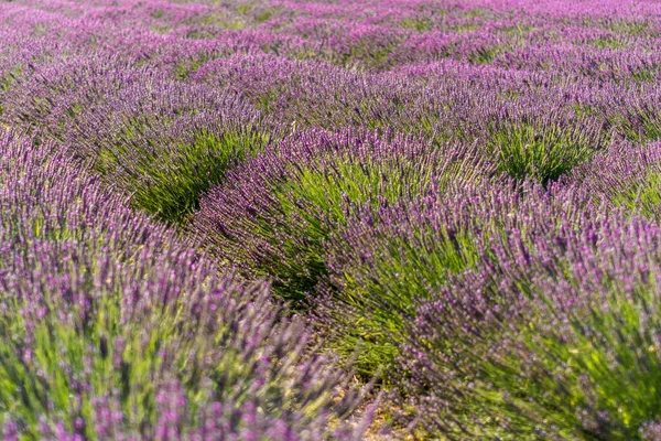 Een Close Van Lavendelgroei Het Veld — Stockfoto