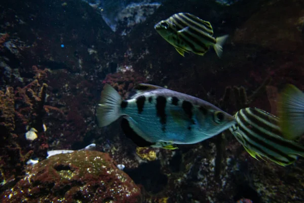 Una Vista Submarina Peces Plantas Marinas — Foto de Stock