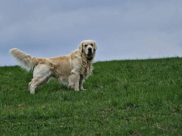 Een Golden Retriever Staand Groen Gras — Stockfoto