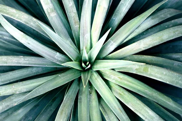 Eine Nahaufnahme Einer Blauen Agave — Stockfoto