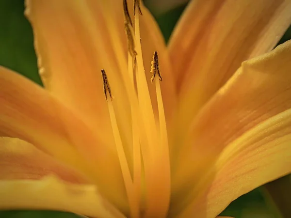 Uma Foto Macro Uma Lily Amarela — Fotografia de Stock