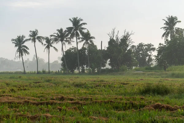 Vista Los Cocoteros Campo Verde — Foto de Stock