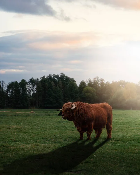 Tiro Vertical Uma Vaca Escocesa — Fotografia de Stock