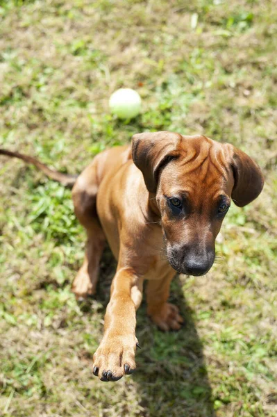 背景がぼやけている小さな犬が足を渡している — ストック写真