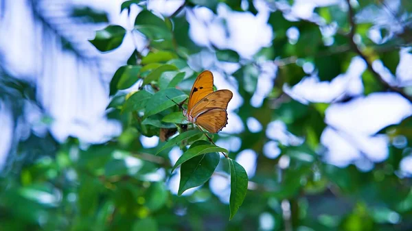 Μια Πεταλούδα Dryas Iulia Σκαρφαλωμένη Ένα Πράσινο Κλαδί Δέντρου — Φωτογραφία Αρχείου
