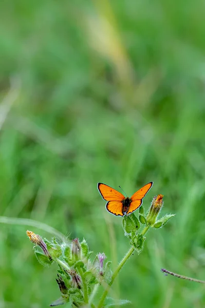 Мідний Метелик Сидить Квітці Полі — стокове фото