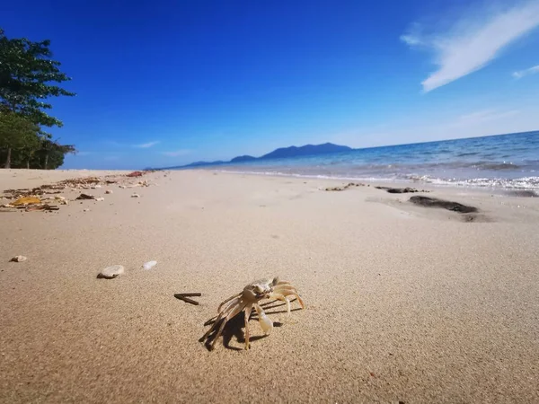 Granchio Una Spiaggia Sabbia — Foto Stock