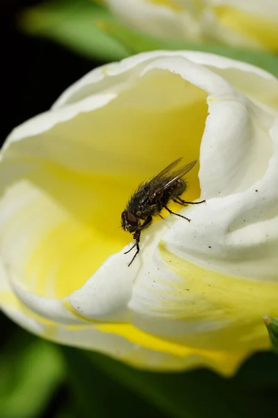 Primo Piano Fiore Con Sopra Ape — Foto Stock