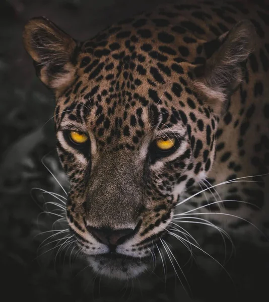 Detailní Portrét Fascinujícího Divokého Leoparda Žlutýma Očima — Stock fotografie