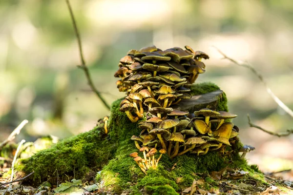 Close Shot Brown Fungi Tree Blurred Background — Stock Photo, Image