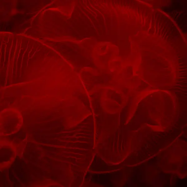 Closeup Beautiful Red Jellyfish Swimming Water — Stock Photo, Image