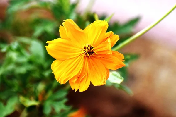 Primo Piano Fiore Cosmo Arancione Nel Giardino — Foto Stock