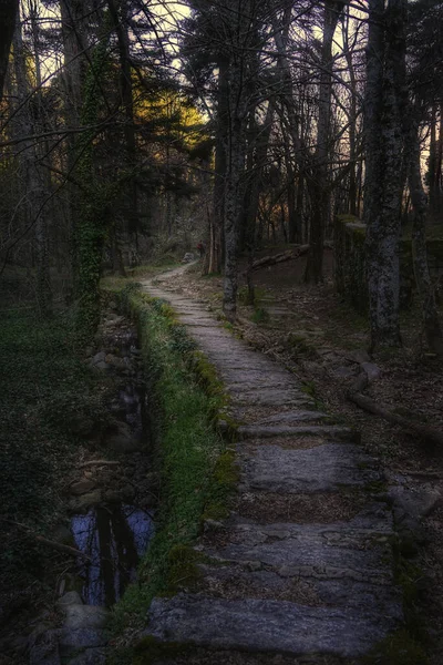 森の中の道の垂直ショット — ストック写真