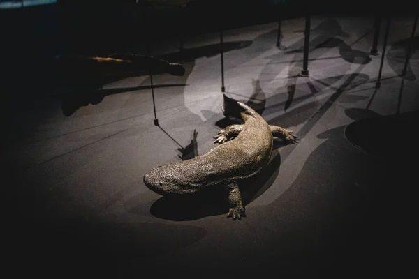 Esqueleto Lagarto Natural History Museum Leiden Países Baixos — Fotografia de Stock